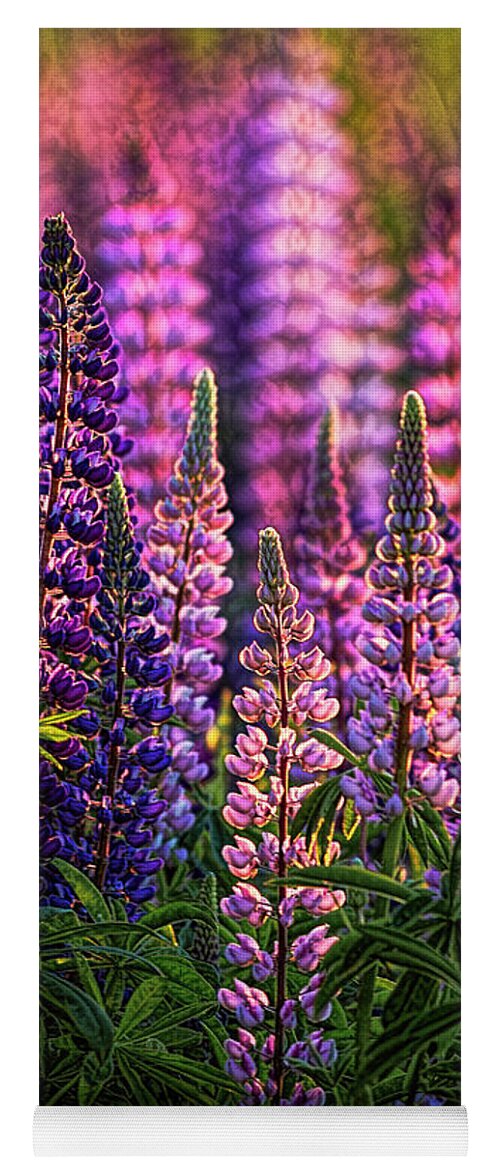 Lupines Yoga Mat featuring the photograph Lupines Sidelit By First Sunlight by Marty Saccone