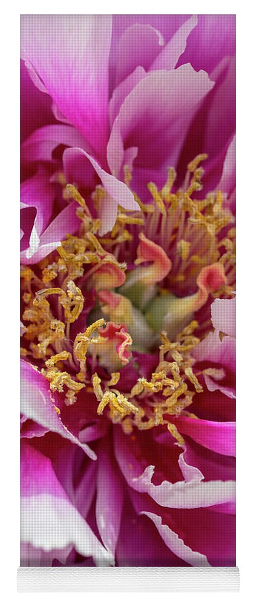 Flower Yoga Mat featuring the photograph Magenta-and-White Tree Peony by Dawn Cavalieri