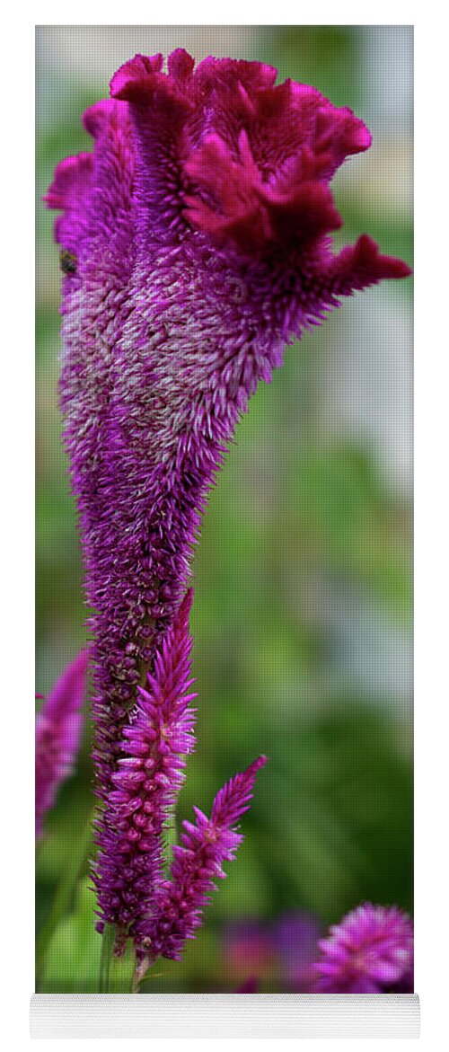 Celosia Yoga Mat featuring the photograph Magenta Celosia Flowers by Lisa Blake