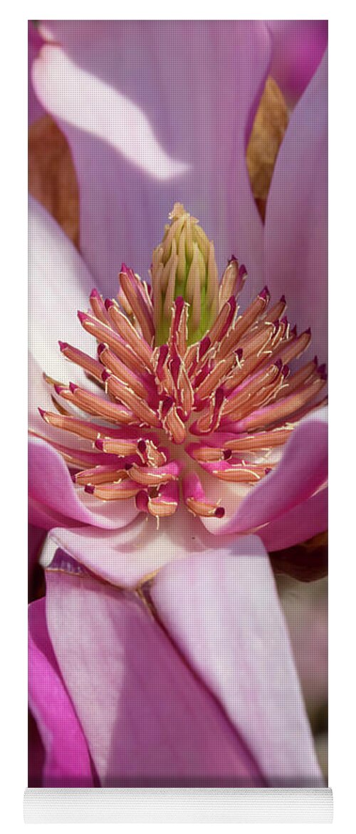 Flower Yoga Mat featuring the photograph Magnolia Ann by Dawn Cavalieri
