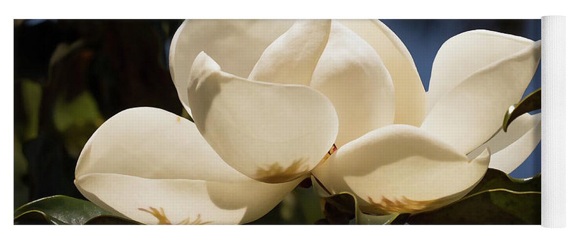 Magnolia Yoga Mat featuring the photograph Magnolia Blossom by Neala McCarten