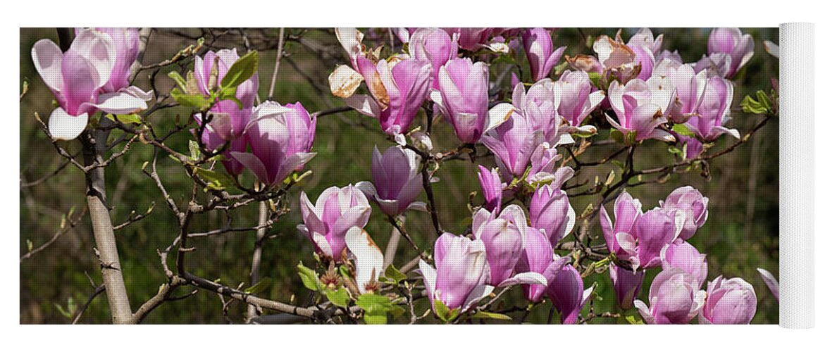Magnolia Yoga Mat featuring the photograph Magnolia Flowers by Artur Bogacki