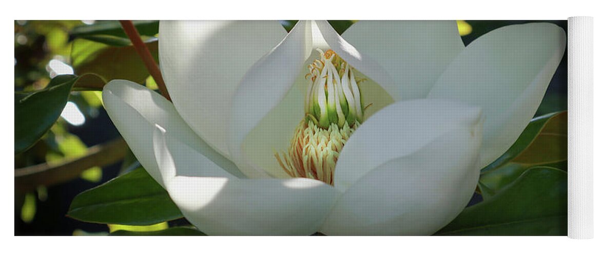 Majestic Yoga Mat featuring the photograph Majestic Magnolia Opening by D Lee