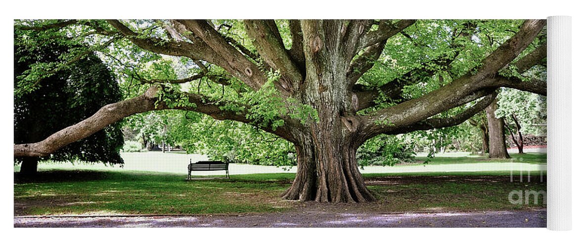 Tree Yoga Mat featuring the photograph Majestic tree in Christchurch botanic gardens by Delphimages Photo Creations