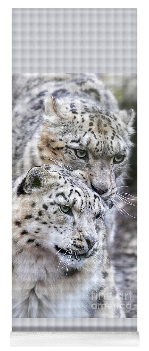 Wildlife Yoga Mat featuring the photograph Male and female snow leopards, mating pair by Jane Rix