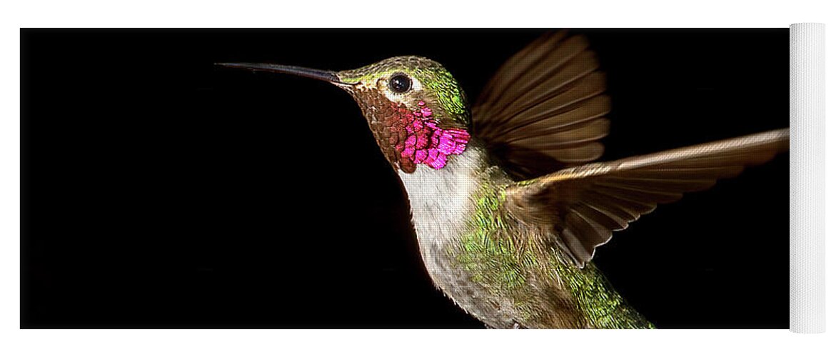 Hummingbird Yoga Mat featuring the photograph Male Broad-tailed Hummingbird by Judi Dressler