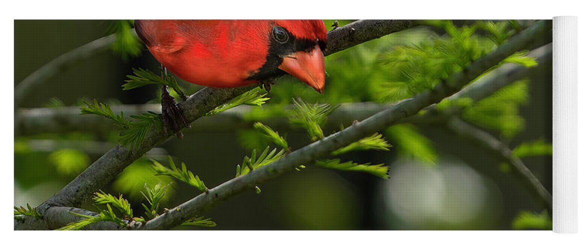 Birds Yoga Mat featuring the photograph Male Cardinal by Larry Marshall