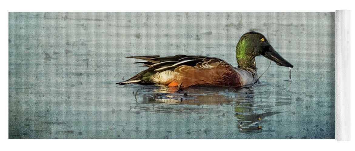 Northern Shoveler Yoga Mat featuring the photograph Male Northern Shoveler and Company by Belinda Greb