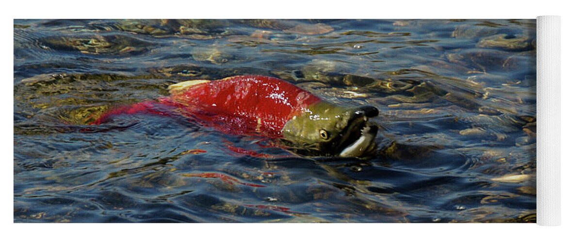 Adams River Yoga Mat featuring the photograph Male Sockeye in Shallow Water by Nancy Gleason