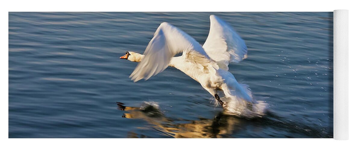 Male Yoga Mat featuring the photograph Male Swan taking off by Tatiana Travelways