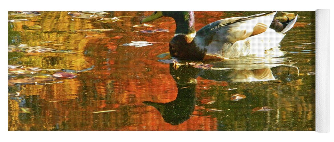 Autumn Yoga Mat featuring the photograph Mallard Duck In the Fall by Emmy Marie Vickers