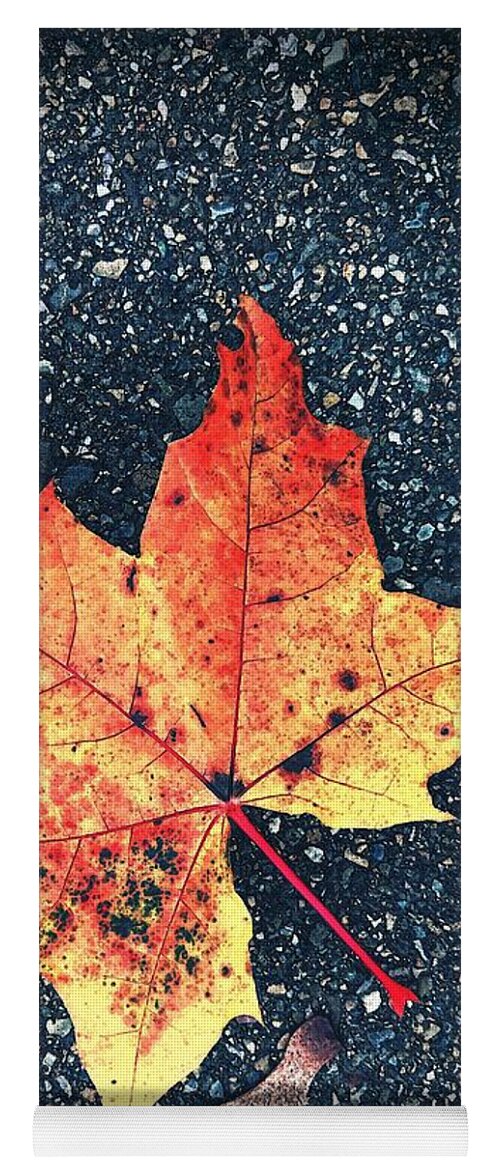 Autumn Yoga Mat featuring the photograph Maple Leaf by Claudia Zahnd-Prezioso