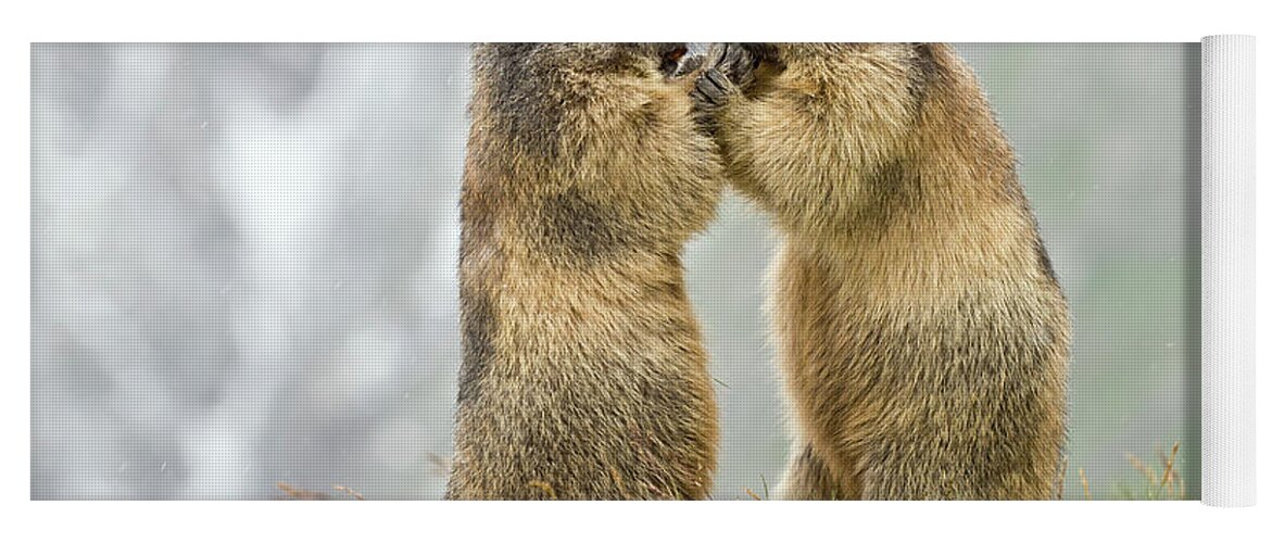70032360 Yoga Mat featuring the photograph Marmots Nose to Nose by Willi Rolfes