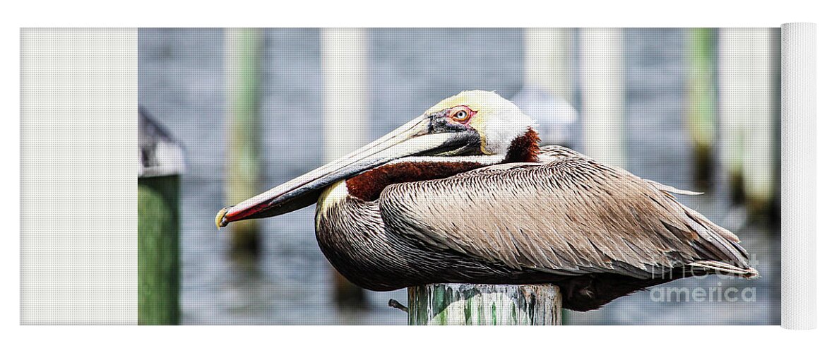 Brown Pelican Yoga Mat featuring the photograph Mature Brown Pelican by Joanne Carey