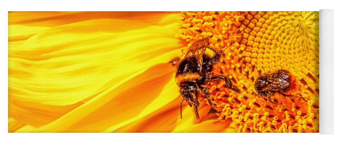 Sunflower Yoga Mat featuring the photograph Meadow life 4 by Jaroslav Buna