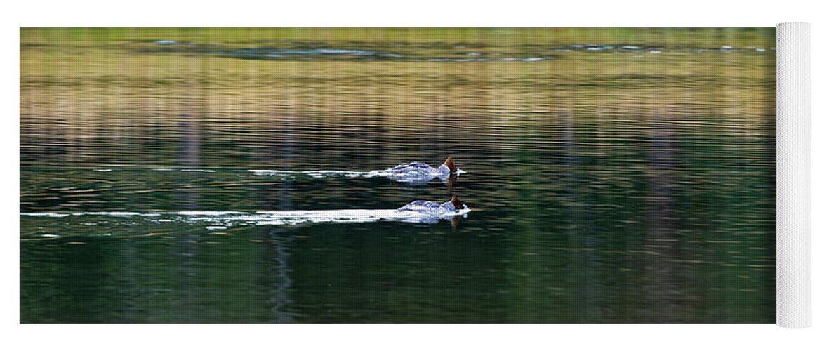Wy Yoga Mat featuring the photograph Mergansers, Grand Teton NP by Doug Wittrock
