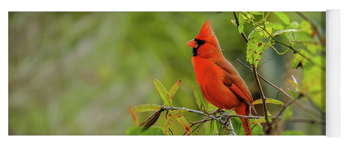 Northern Cardinal Yoga Mat featuring the photograph Messenger of Love by Laura Putman