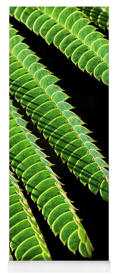 Mimosa Yoga Mat featuring the photograph Mimosa Leaves Against Black by Bob Decker
