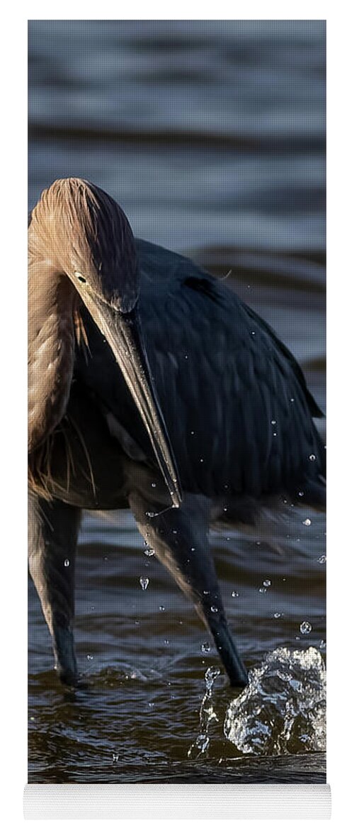 Reddish Egret Yoga Mat featuring the photograph Missed by RD Allen