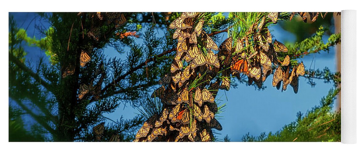 Monarch Butterflies Yoga Mat featuring the photograph Monarch Butterfly Clusters, 4 by Glenn Franco Simmons