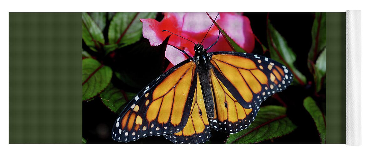 Butterfly Yoga Mat featuring the photograph Monarch Butterfly on a Red Flower by James C Richardson