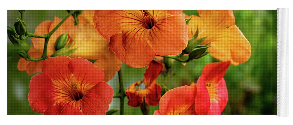 Campsis Grandiflora 'morning Calm' Yoga Mat featuring the photograph Morning Calm by Kevin Suttlehan