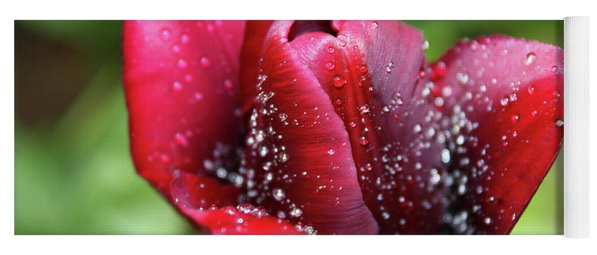 Tulip Yoga Mat featuring the photograph Morning dew by Maria Dimitrova