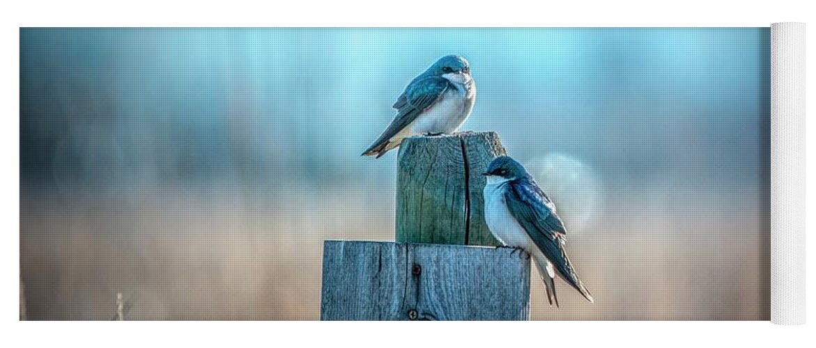 Blue Yoga Mat featuring the photograph Morning Light Swallows by Pamela Dunn-Parrish