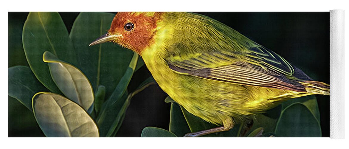 Rare Bird Yoga Mat featuring the photograph Morning Mangrove Warbler by Jaki Miller