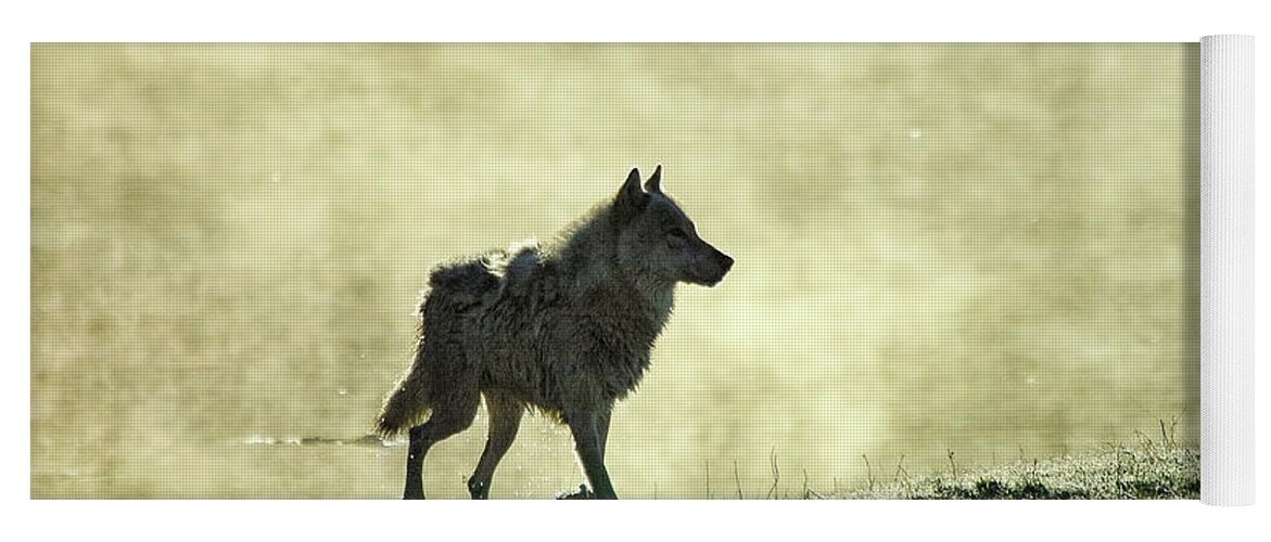 Yellowstone Yoga Mat featuring the photograph Morning Wolf by Steve Stuller