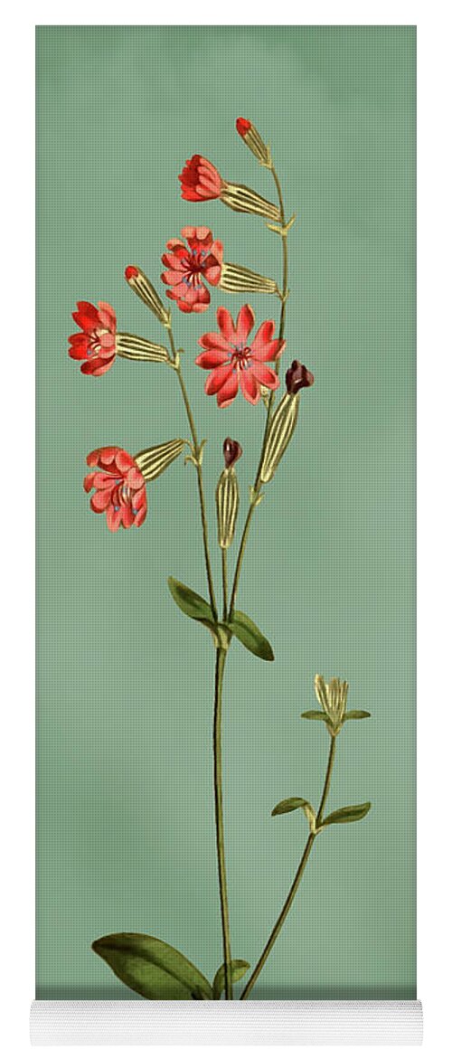 Morocco Catchfly Yoga Mat featuring the mixed media Morocco Catchfly Flower on Misty Green With Dry Brush Effect by Movie Poster Prints