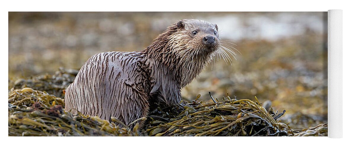 Otter Yoga Mat featuring the photograph Mother Otter by Pete Walkden