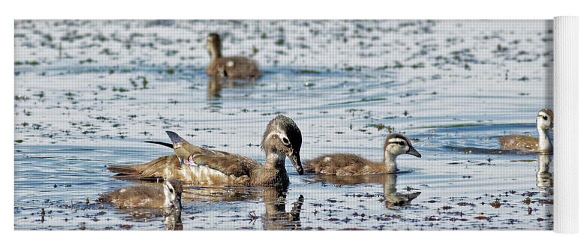 Duck Yoga Mat featuring the photograph Mother Wood Duck with Ducklings by Natural Focal Point Photography