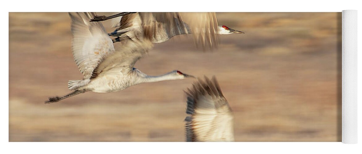 Sandhill Crane Yoga Mat featuring the photograph Motion Blurred Cranes #2 by Mindy Musick King