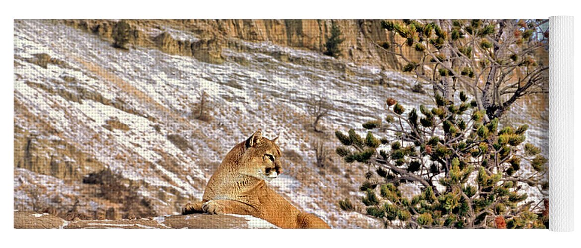 Mountain Lion Yoga Mat featuring the photograph Mountain Lion On Snow Covered Hillside by Dave Welling