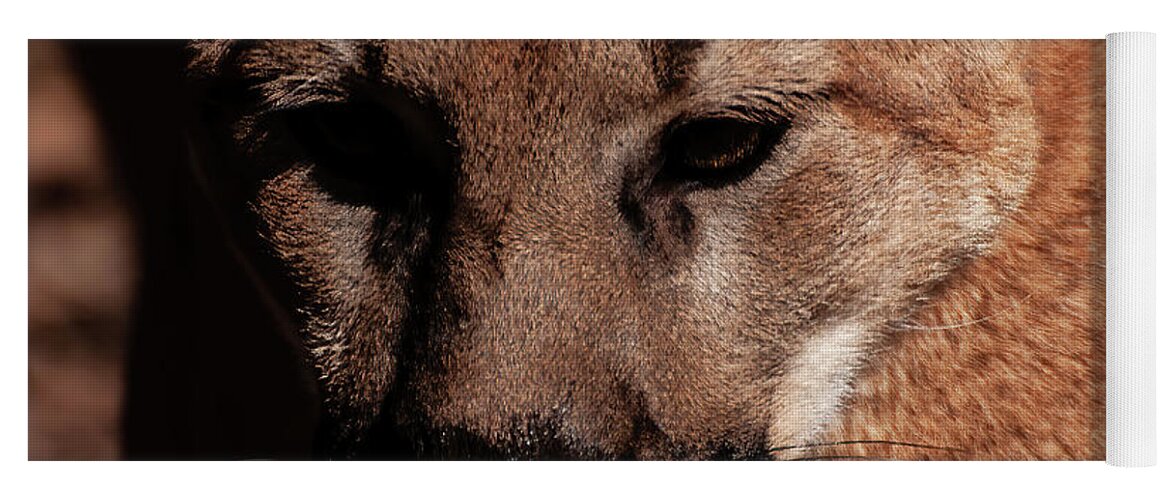 Mountain Lion Portrait Yoga Mat featuring the photograph Mountain lion portrait 002 by Flees Photos