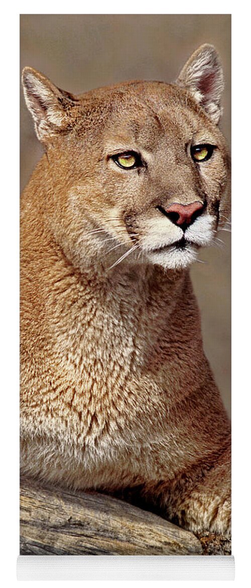 Dave Welling Yoga Mat featuring the photograph Mountain Lion Portrait Vertical by Dave Welling