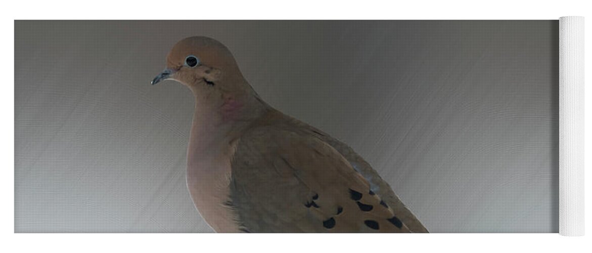 Bird Yoga Mat featuring the photograph Mourning Dove by Leslie Montgomery