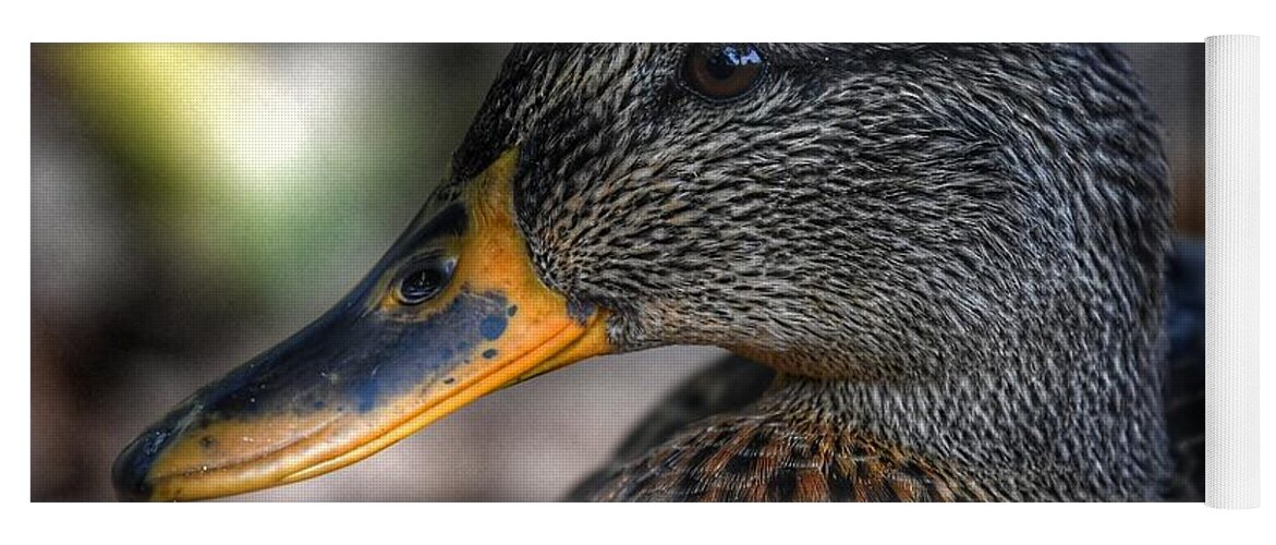 Photo Yoga Mat featuring the photograph American Black Duck by Evan Foster