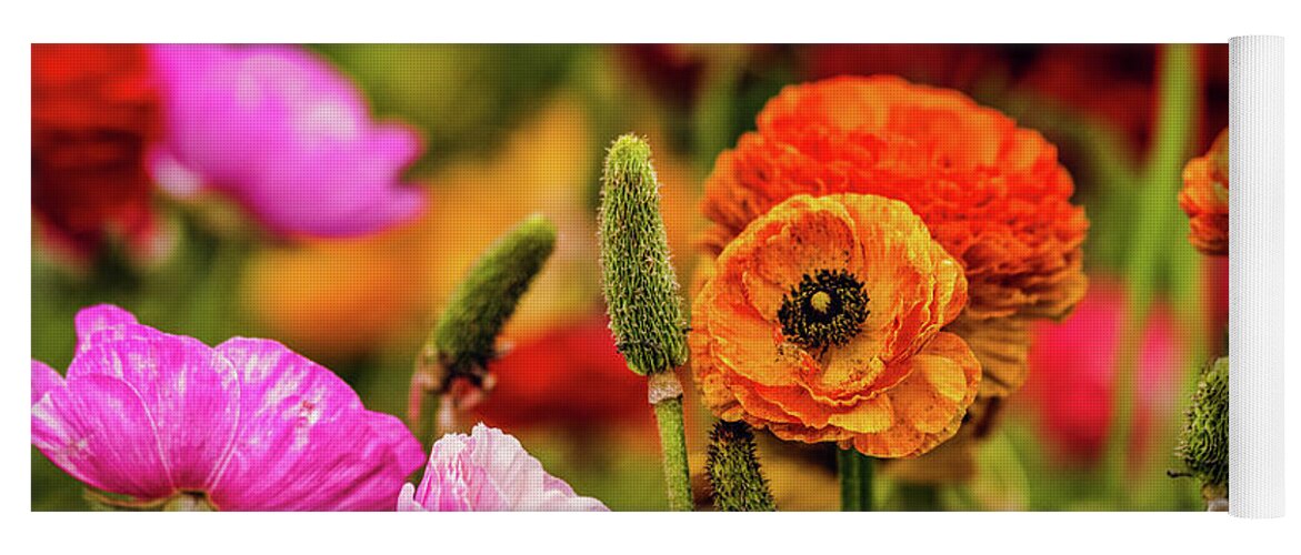 Persian Buttercups Yoga Mat featuring the photograph Multi-colored Persian Buttercups by Abigail Diane Photography