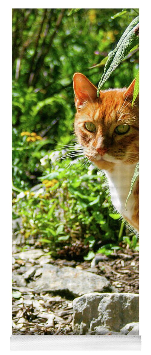 Marmalade Cats Yoga Mat featuring the photograph Murphy by Kristin Hatt