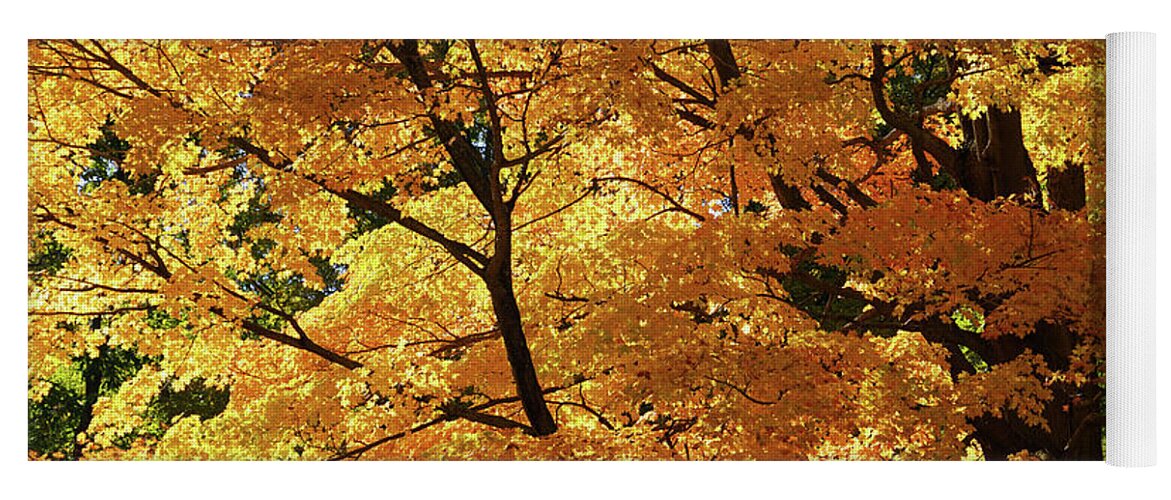 My Autumn Sunshine Yoga Mat featuring the photograph My Autumn Sunshine by Rachel Cohen