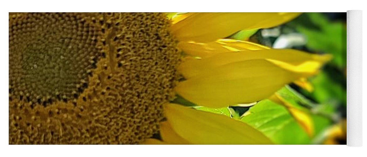 Sunflower Yoga Mat featuring the photograph My Good Side by Terry Ann Morris