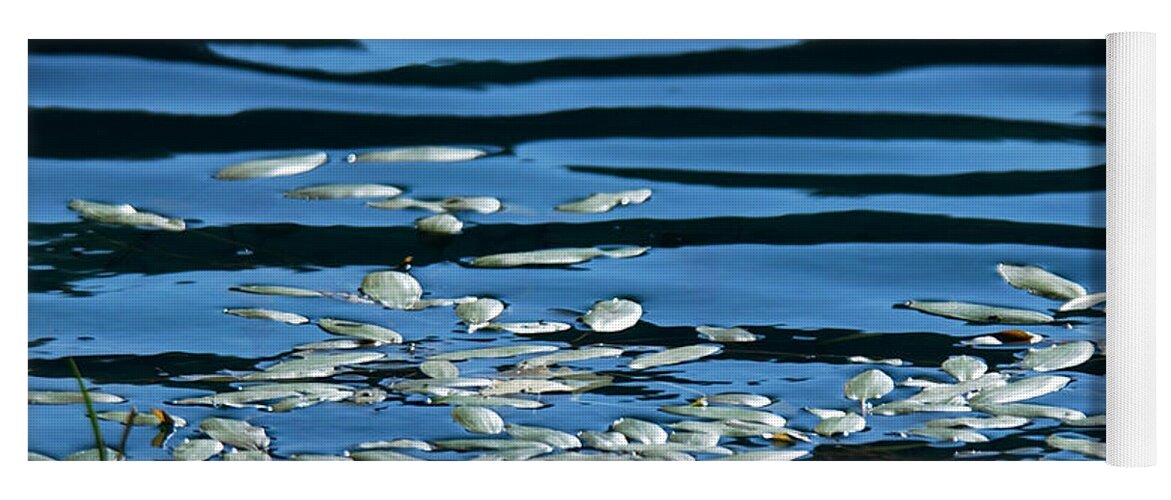 Pond Yoga Mat featuring the photograph Pond Petals and Shadows by Bonnie Colgan