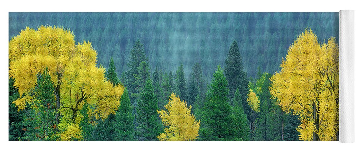 Dave Welling Yoga Mat featuring the photograph Narrowleaf Cottonwoods And Blur Spruce Trees In Grand Tetons by Dave Welling