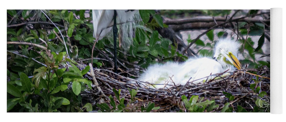 Susan Molnar Yoga Mat featuring the photograph Nesting Egret with Chicks by Susan Molnar