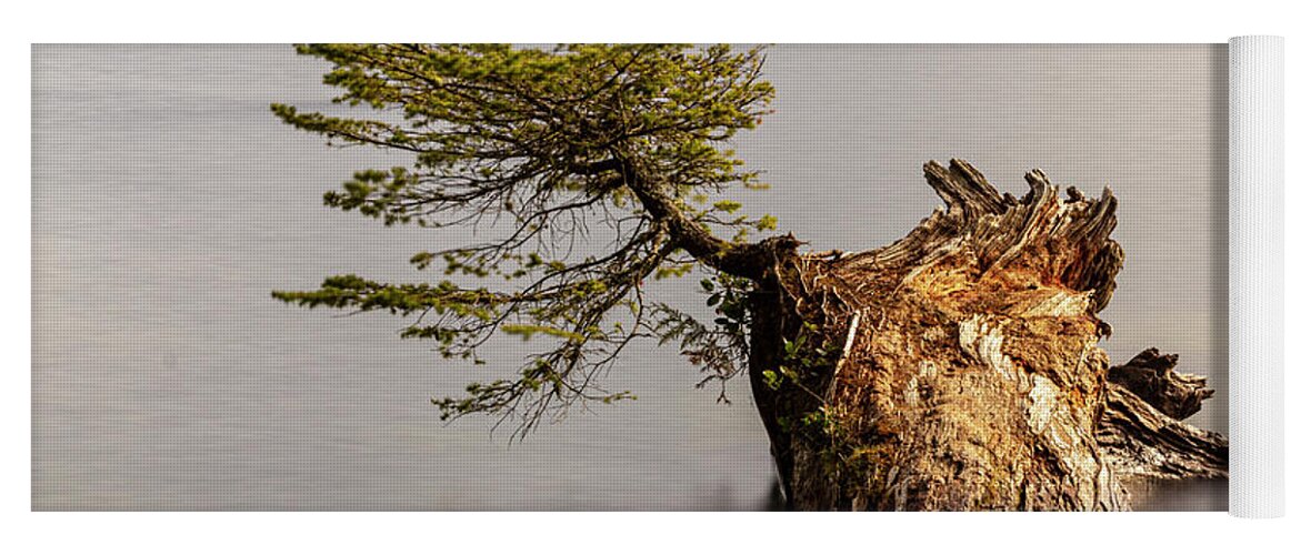 Landscape Yoga Mat featuring the photograph New Growth From Fallen Tree by Tony Locke