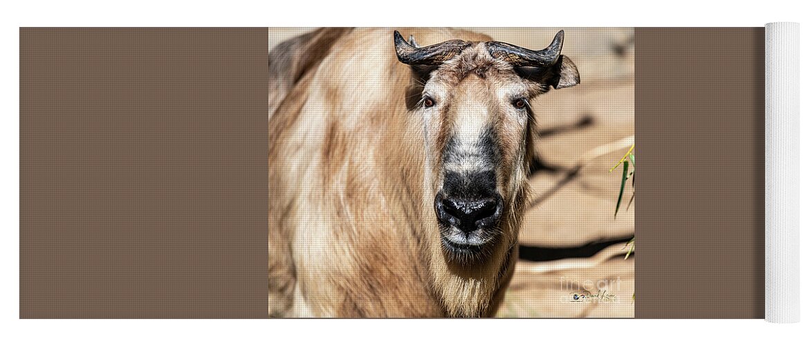Cattle Chamois Yoga Mat featuring the photograph Nice to Meet Gnu by David Levin