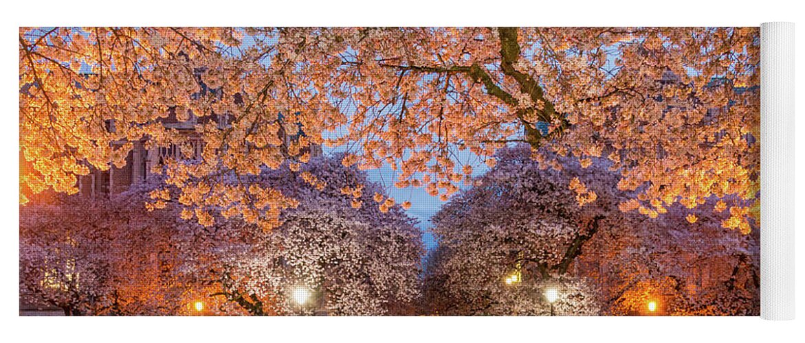 Outdoor; Spring; Cherry; Cherry Blossoms; Uw; University Of Washington; Uw Cherry Blossoms; Twilight; Blue Sky; Rainy; Uw Campus; Yoga Mat featuring the digital art Night Cherry Blossom by Michael Lee