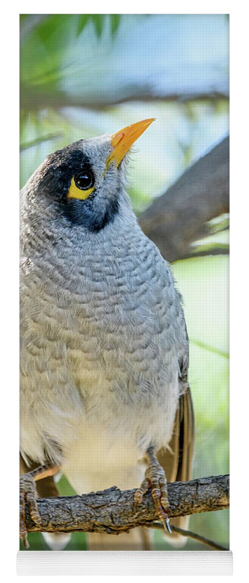 Bird Yoga Mat featuring the photograph Noisy Miner 05 by Werner Padarin